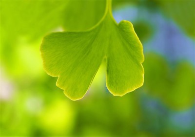 Ginko biloba, foglia