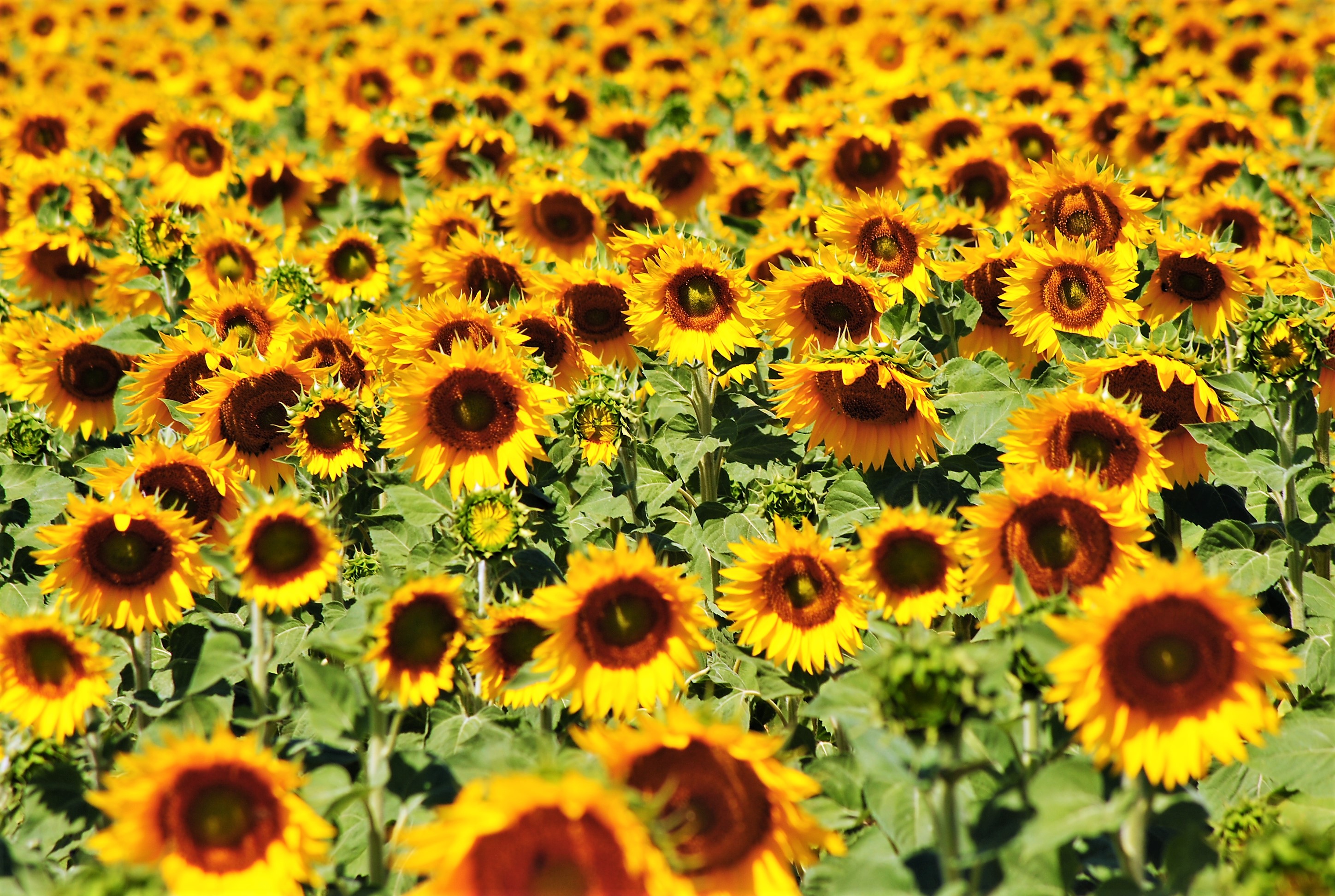 Girasoli lungo la strada verso Riez  © Silvia C. Turrin