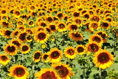 Girasoli lungo la strada verso Riez  © Silvia C. Turrin