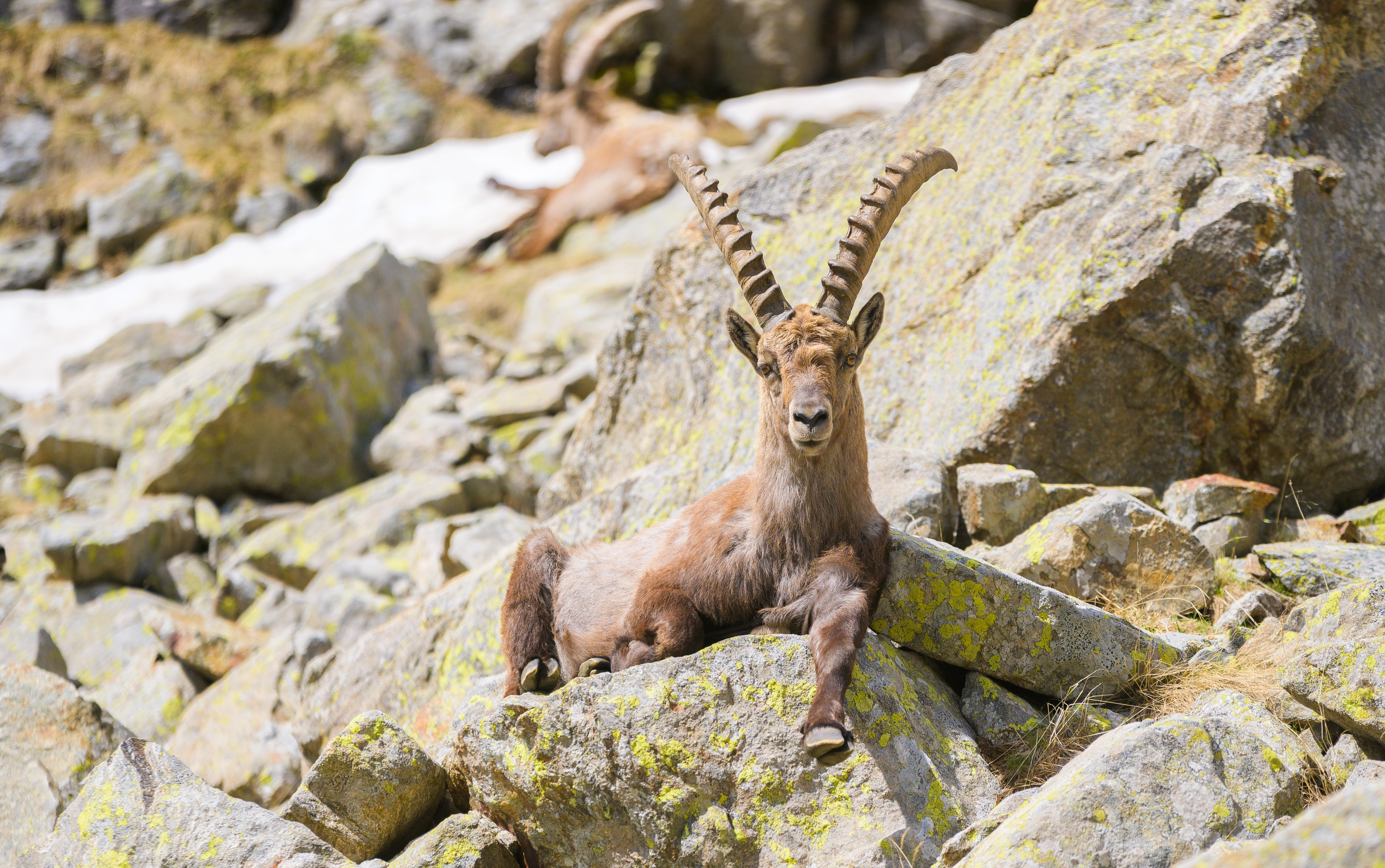 Gordolasque, fauna di montagna - Crédits Agence média H265 - OTMNCA