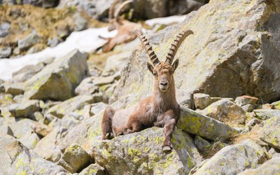 Gordolasque, fauna di montagna - Crédits Agence média H265 - OTMNCA