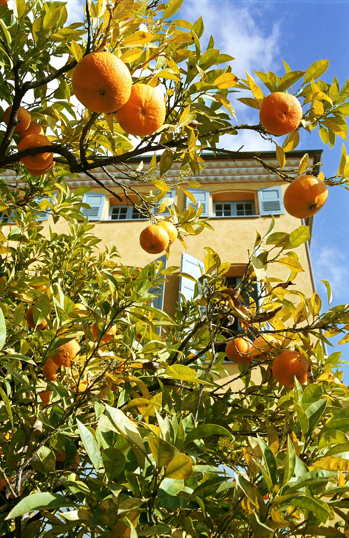 Grasse, casa nascosta dagli agrumi - Foto: © OT Grasse