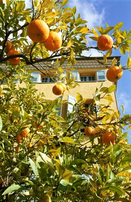 Grasse, casa nascosta dagli agrumi - Foto: © OT Grasse
