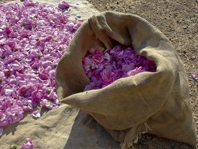 Grasse, la raccolta delle rose in maggio - Foto: © OT Grasse