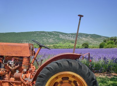 Grazie alle aziende agricole la lavanda si diffonde anche in Italia