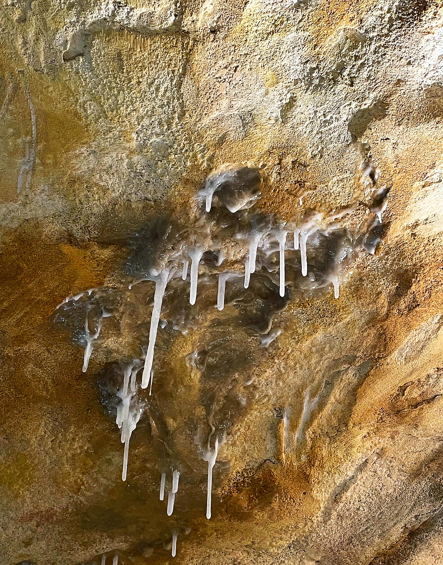 Grotta Cosquer, parete © cd OMTCM
