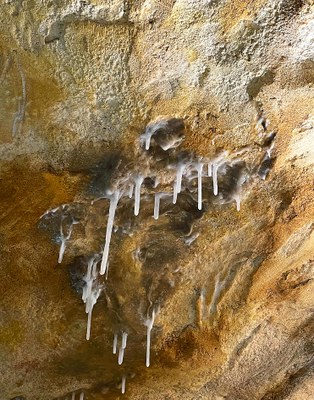 Grotta Cosquer, parete © cd OMTCM