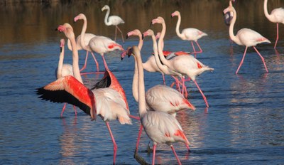 Gruppo di fenicotteri rosa