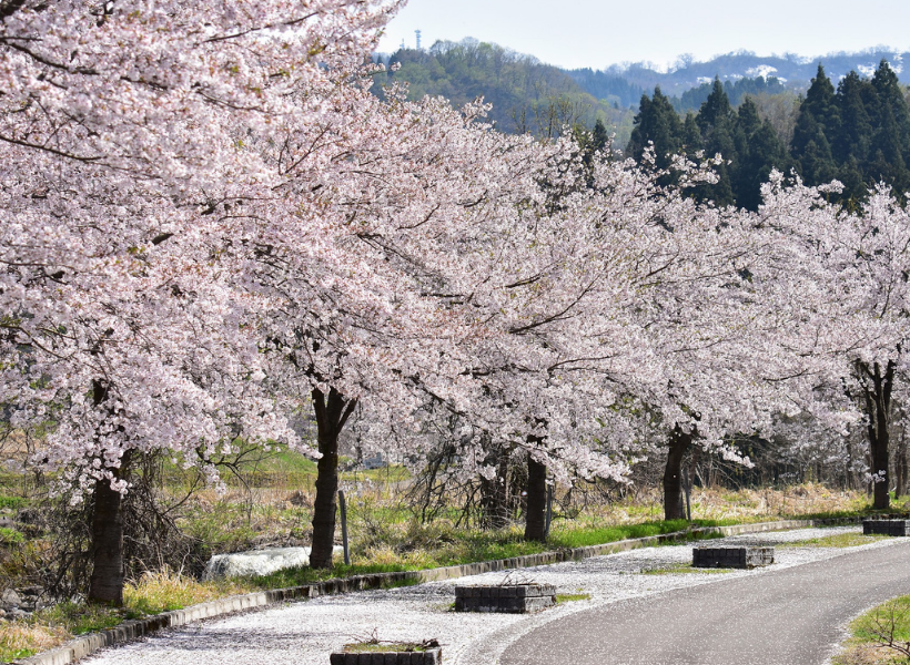 Hanami lungo la strada in Giappone
