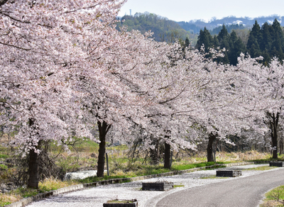 Hanami lungo la strada in Giappone
