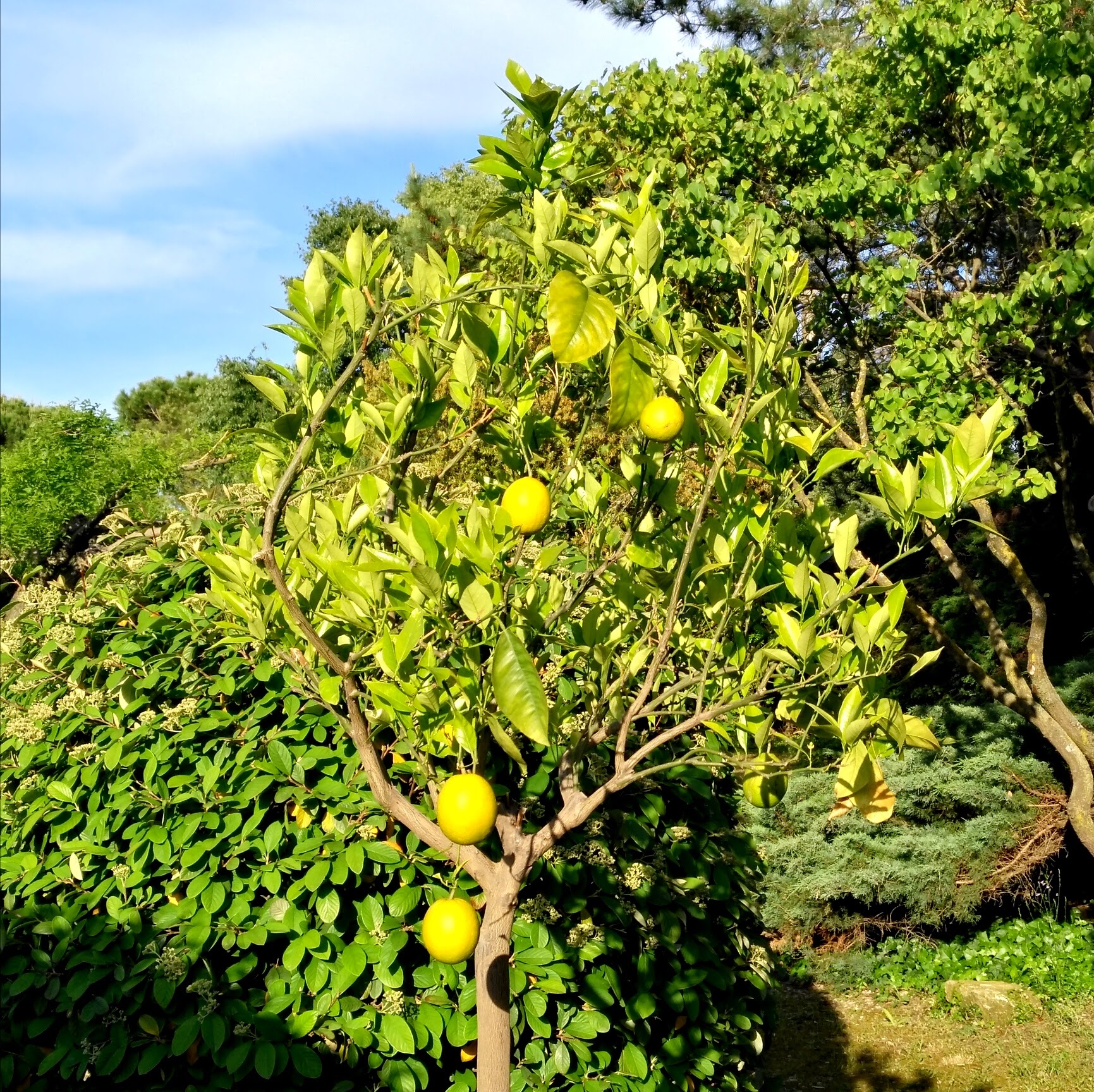 Hotel Canto Cigalo - Alberi di agrumi nel giardino