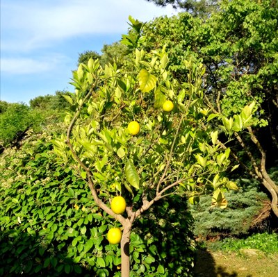 Hotel Canto Cigalo - Alberi di agrumi nel giardino