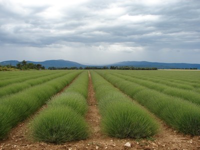 I campi di lavanda prima della fioritura