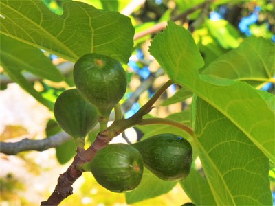 I frutti dei giardini di Valsaintes