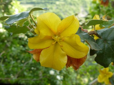 I giardini di Valsaintes, particolare