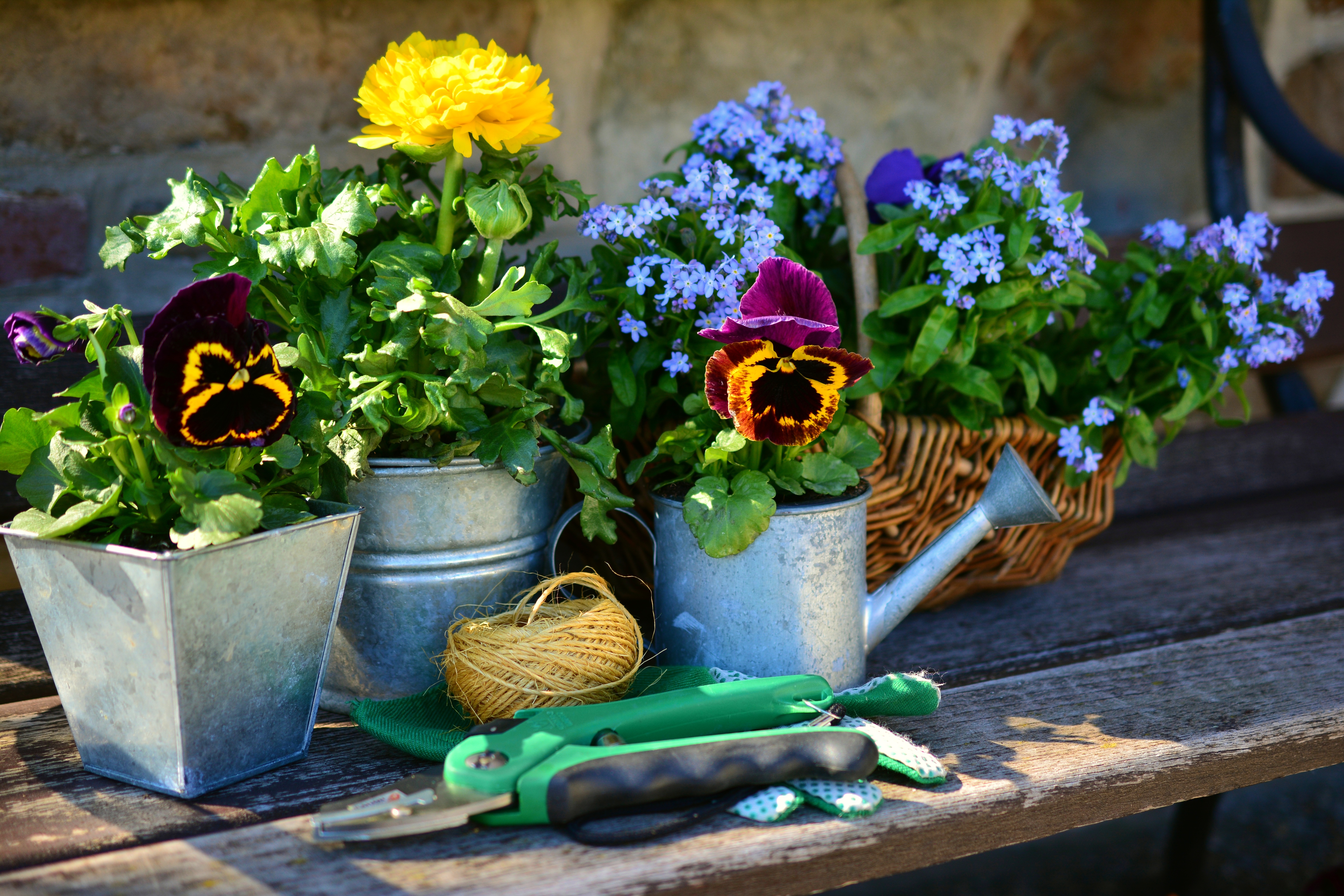 Il piacere di coltivare i fiori