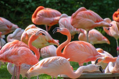 Il rosa dei fenicotteri diventa più intenso nella stagione degli amori