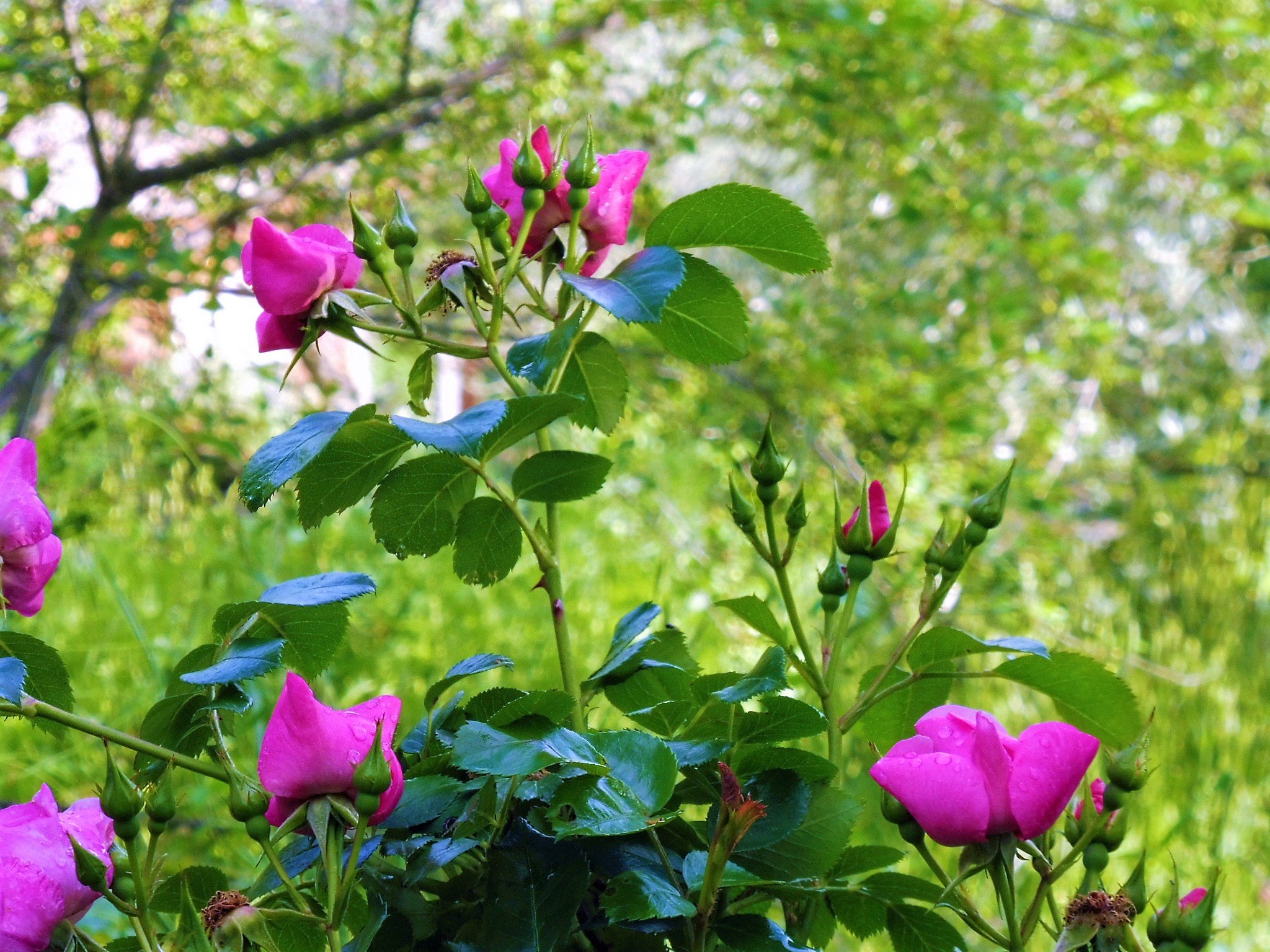 Il roseto di Valsaintes