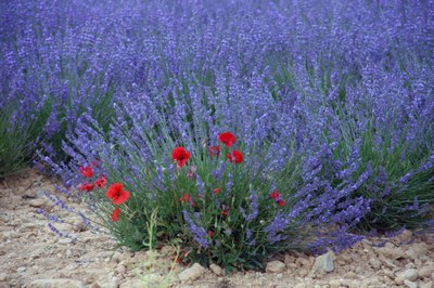 Il rosso dei papaveri tra la lavanda © Gianni Ottonello