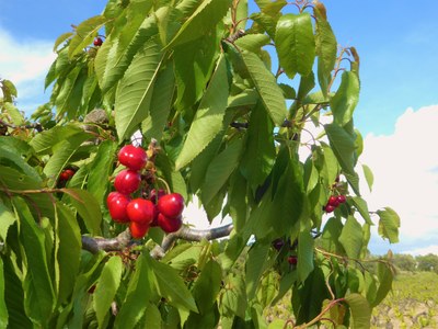 Il rosso delle ciliegie Côteaux du Ventoux