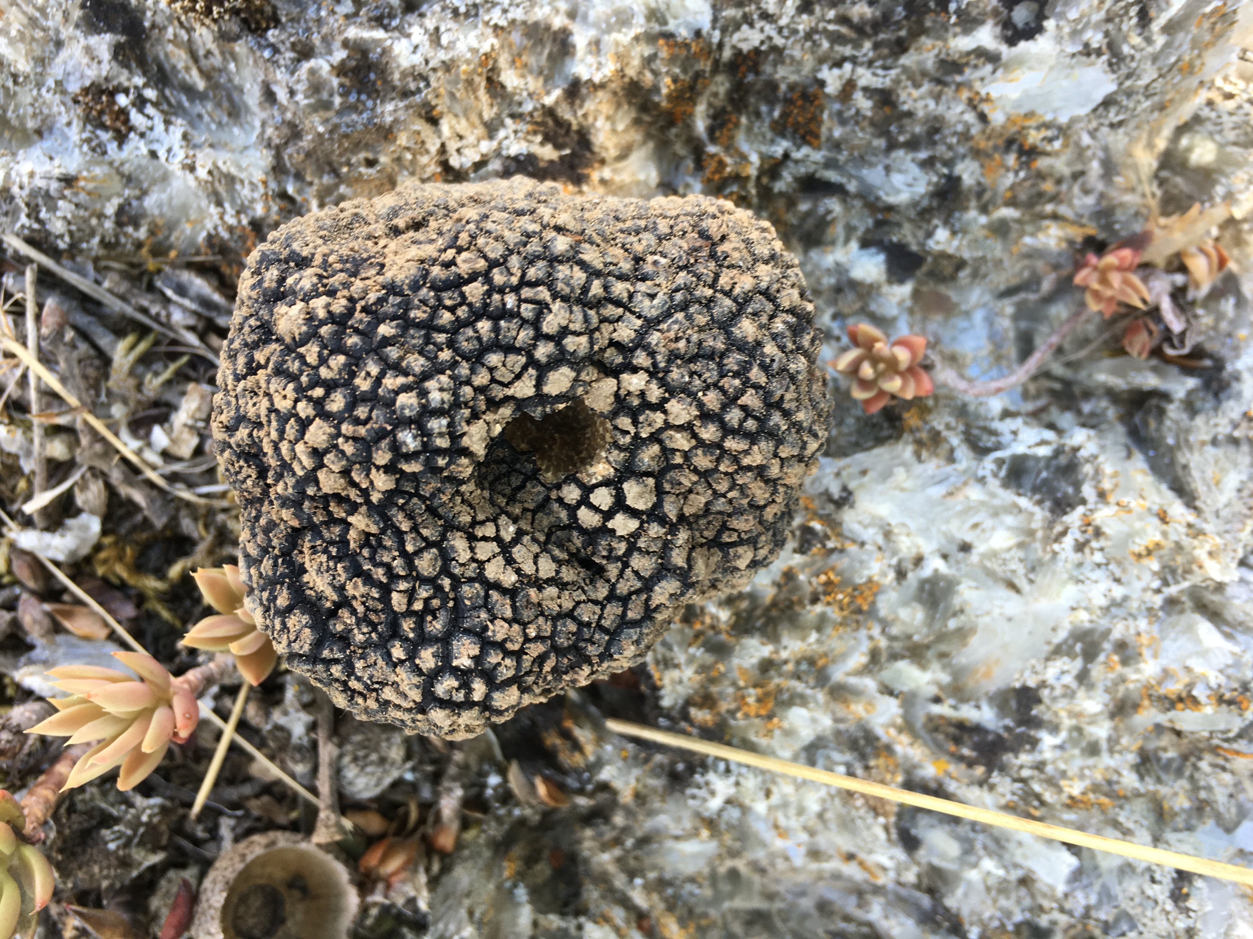 Il tartufo del Vaucluse