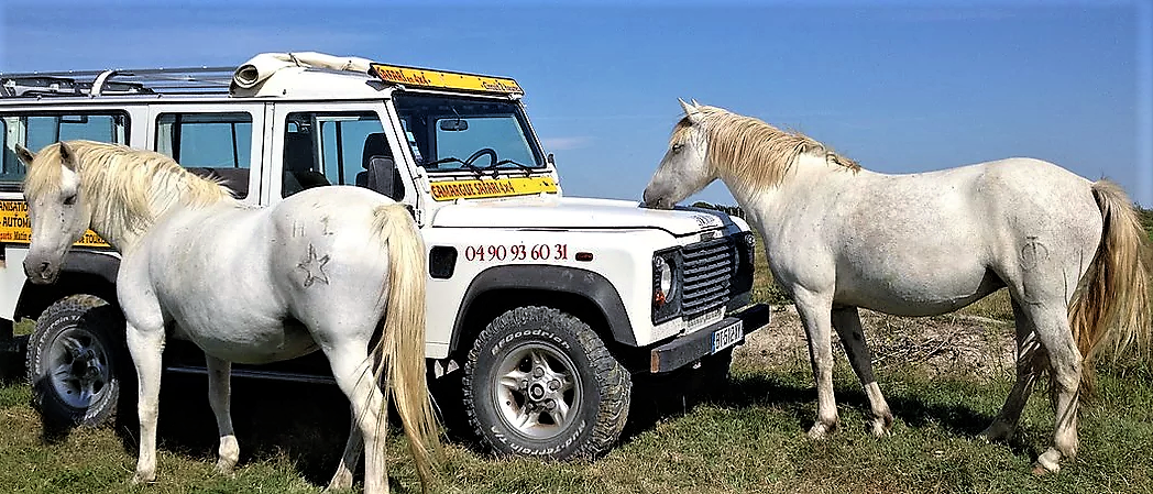 Incontri ravvicinati in Camargue