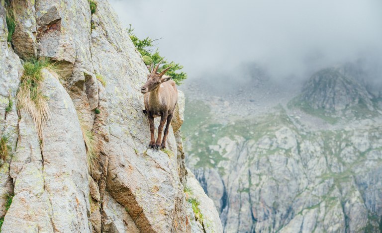 Incontri ravvicinati nel Parco del Mercantour - Crédits Agence média H265 - OTMNCA