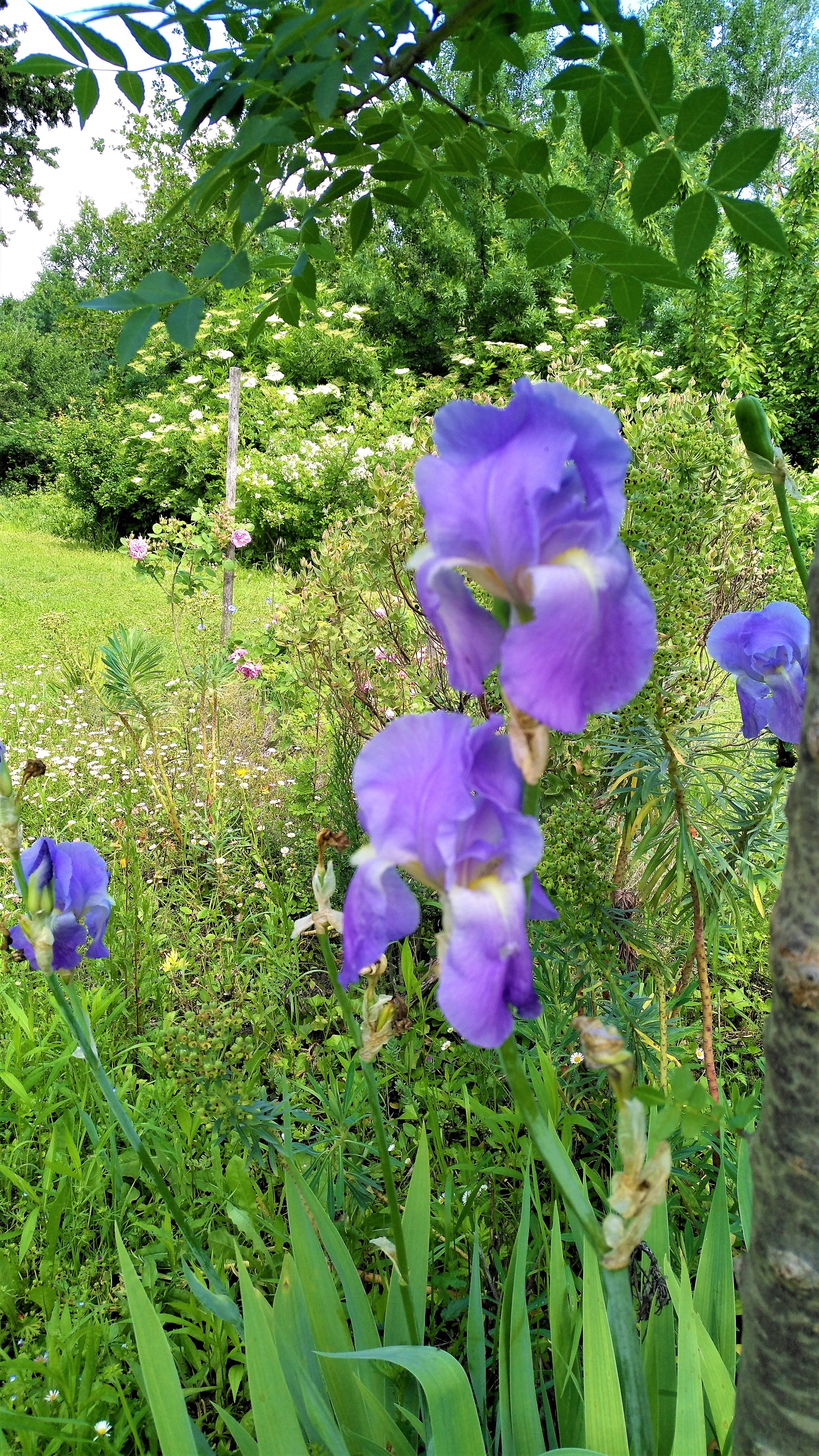 Iris blu