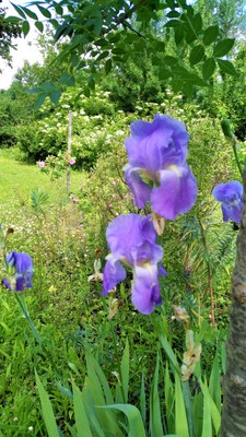 Iris blu