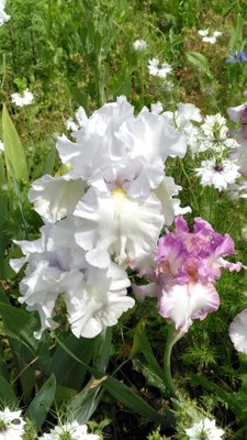 Iris nel giardino delle rose