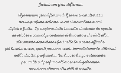 Jasminum grandiflorum