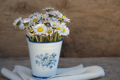La bellezza semplice delle margherite