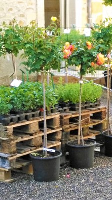 La boutique all'aperto di Valsaintes
