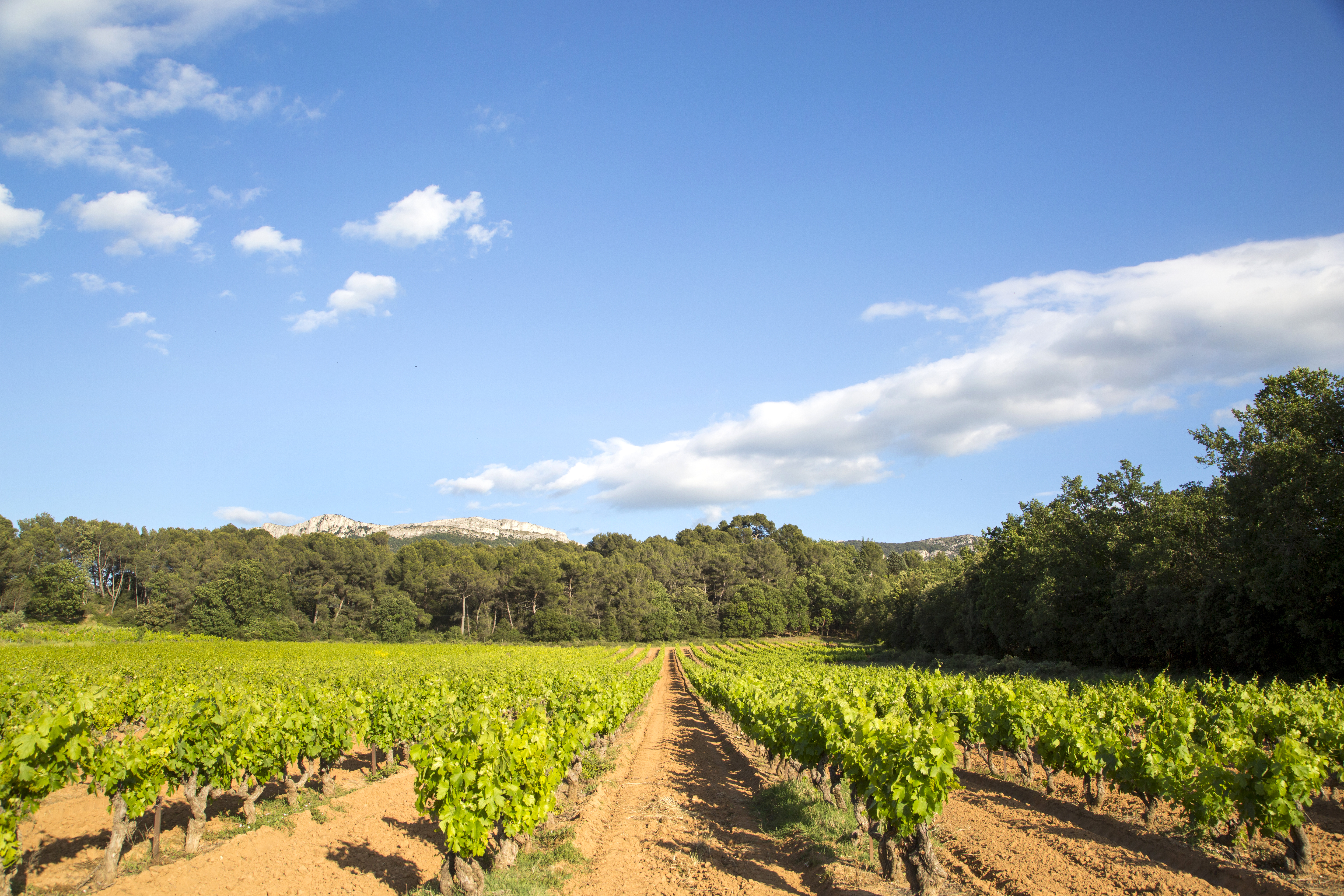 La campagna intorno a Aix-en-Provence © Sophie Spiteri