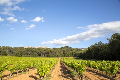 La campagna intorno a Aix-en-Provence © Sophie Spiteri