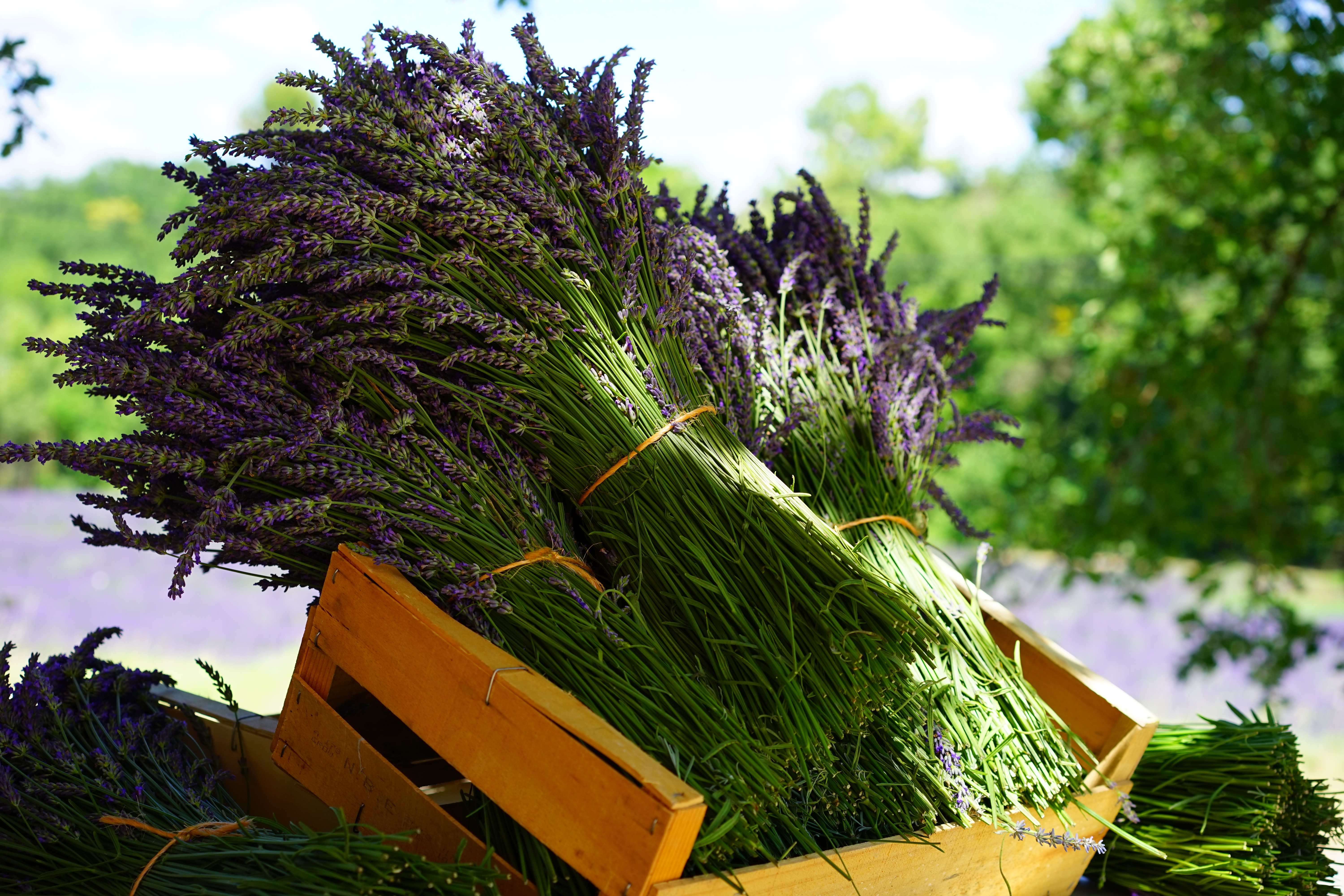 La coltivazione della lavanda è parte dell'economia locale