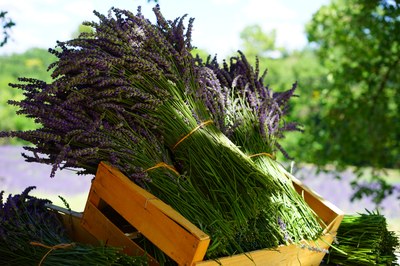 La coltivazione della lavanda è parte dell'economia locale