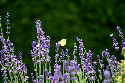 La lavanda è un habitat ideale per gli insetti
