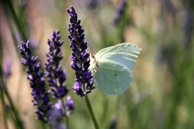 La lavanda prende vita con un battito d'ali © Gianni Ottonello