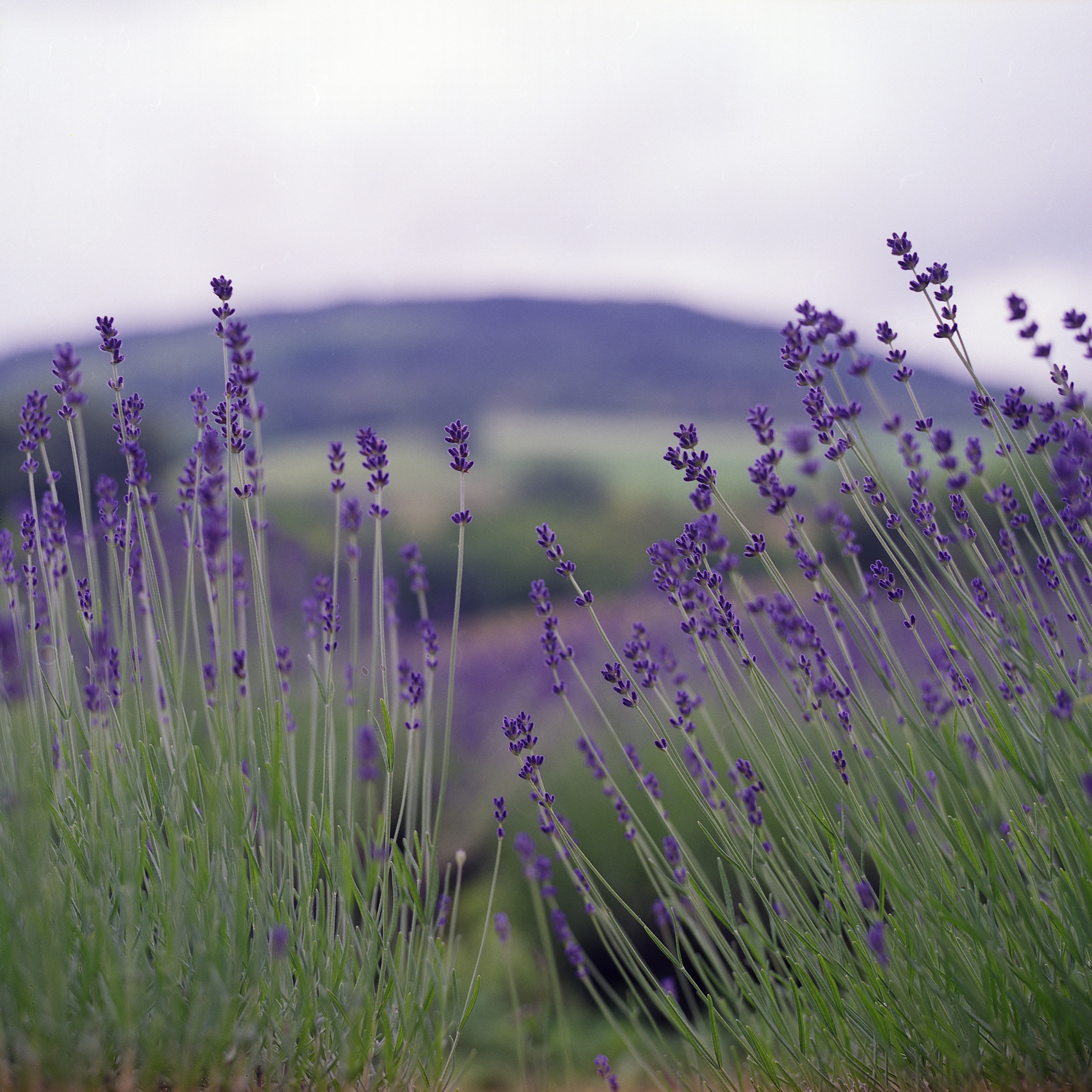 La lavanda ricopre intere colline