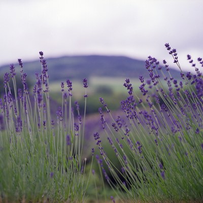 La lavanda ricopre intere colline