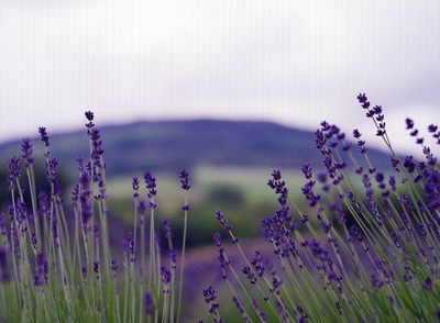 La lavanda tinge di blu intere colline