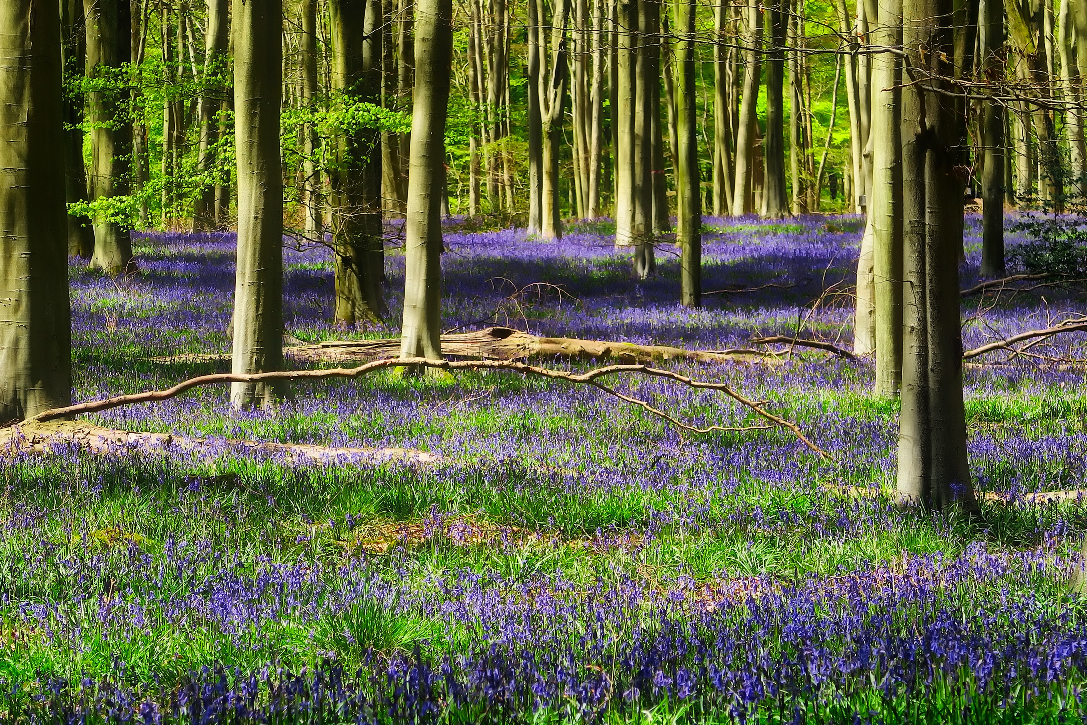 La lavanda tra gli alberi del parco