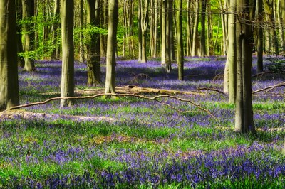 La lavanda tra gli alberi del parco