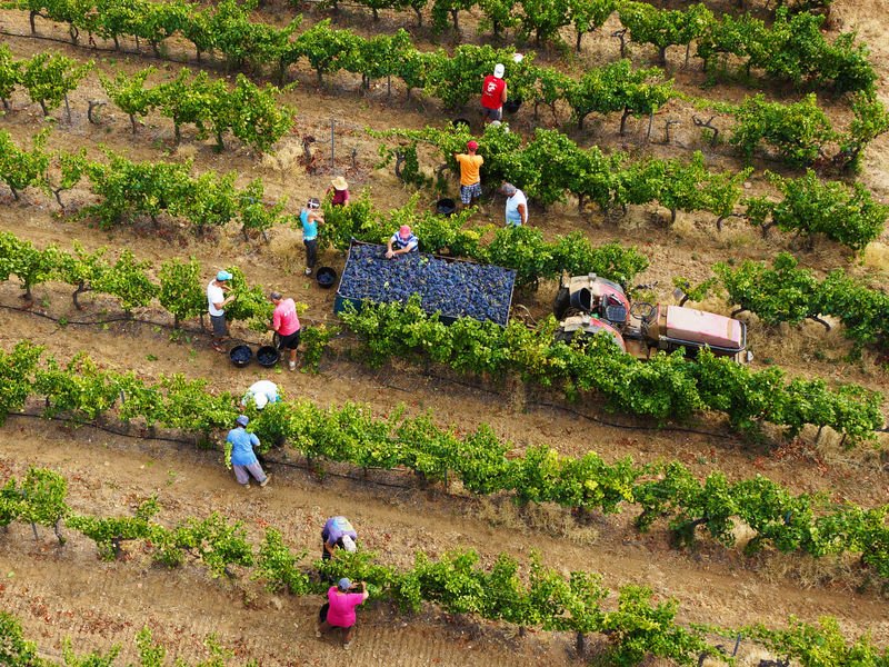 La Londe Les Maures, il lavoro nelle vigne © Office de tourisme MPM