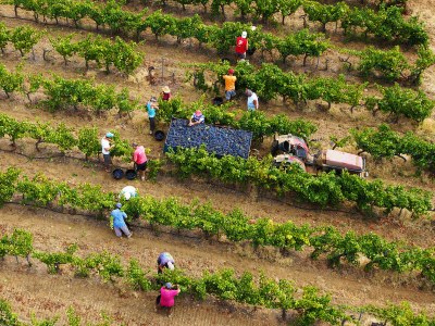 La Londe Les Maures, il lavoro nelle vigne © Office de tourisme MPM