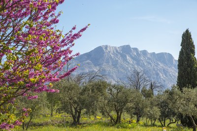 La Montagne S.te Victoire © Sophie Spiteri.JPG