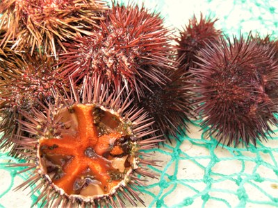 La polpa color corallo dei ricci di mare