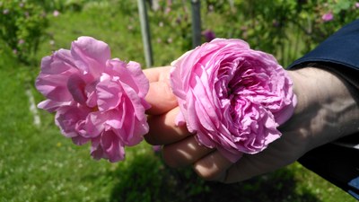 La rosa centifolia baptistina