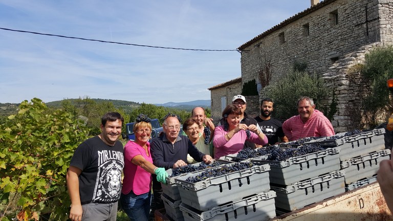 La vendemmia, uno dei momenti più belli per i copain di Orgamic